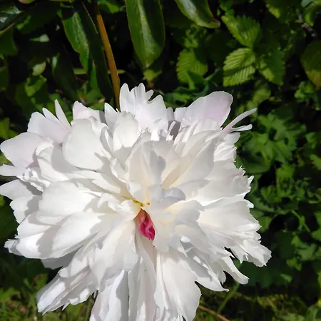 شقة Beech Lodge,garden *