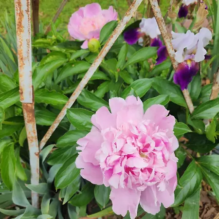 Beech Lodge,garden * Goff's Bridge