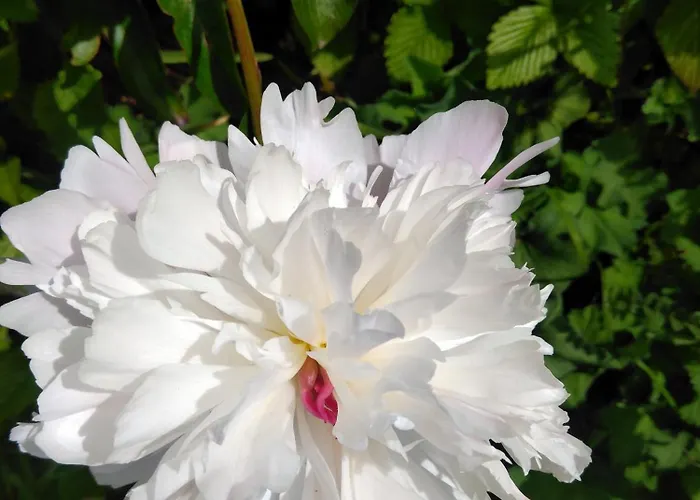 公寓 Beech Lodge,garden *